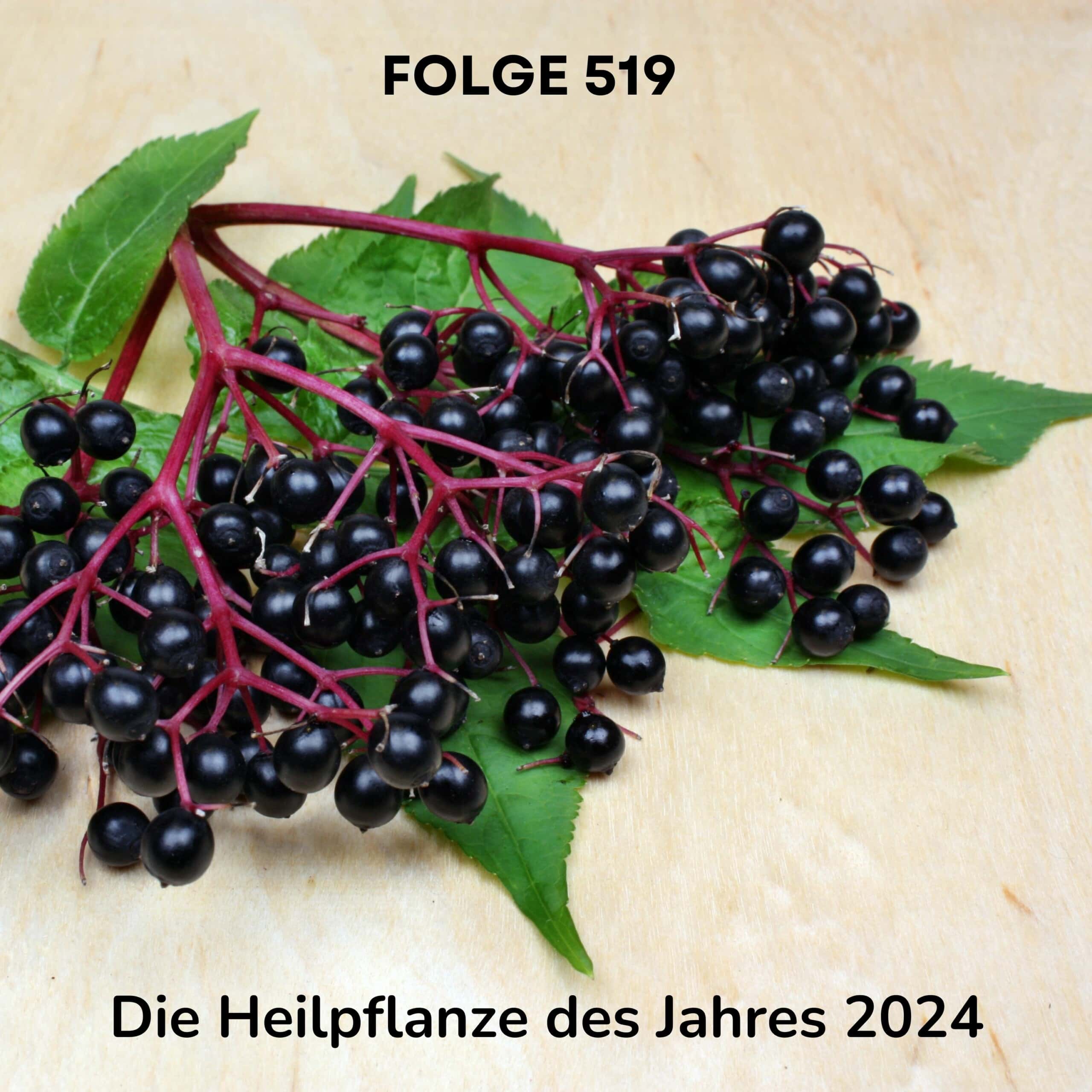 Eine Holunderblüte, die die Heilpflanze des Jahres 2024 ist